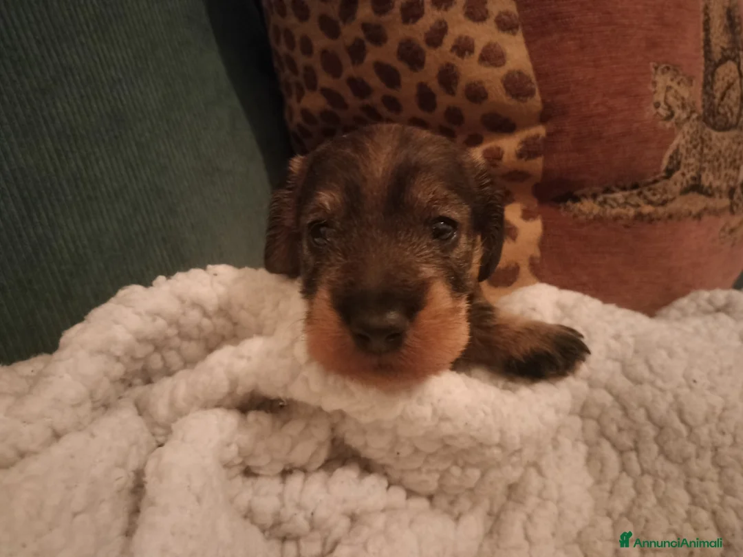 Bassotto cani in vendita: Bassotti a pelo duro  - Annuncio 4