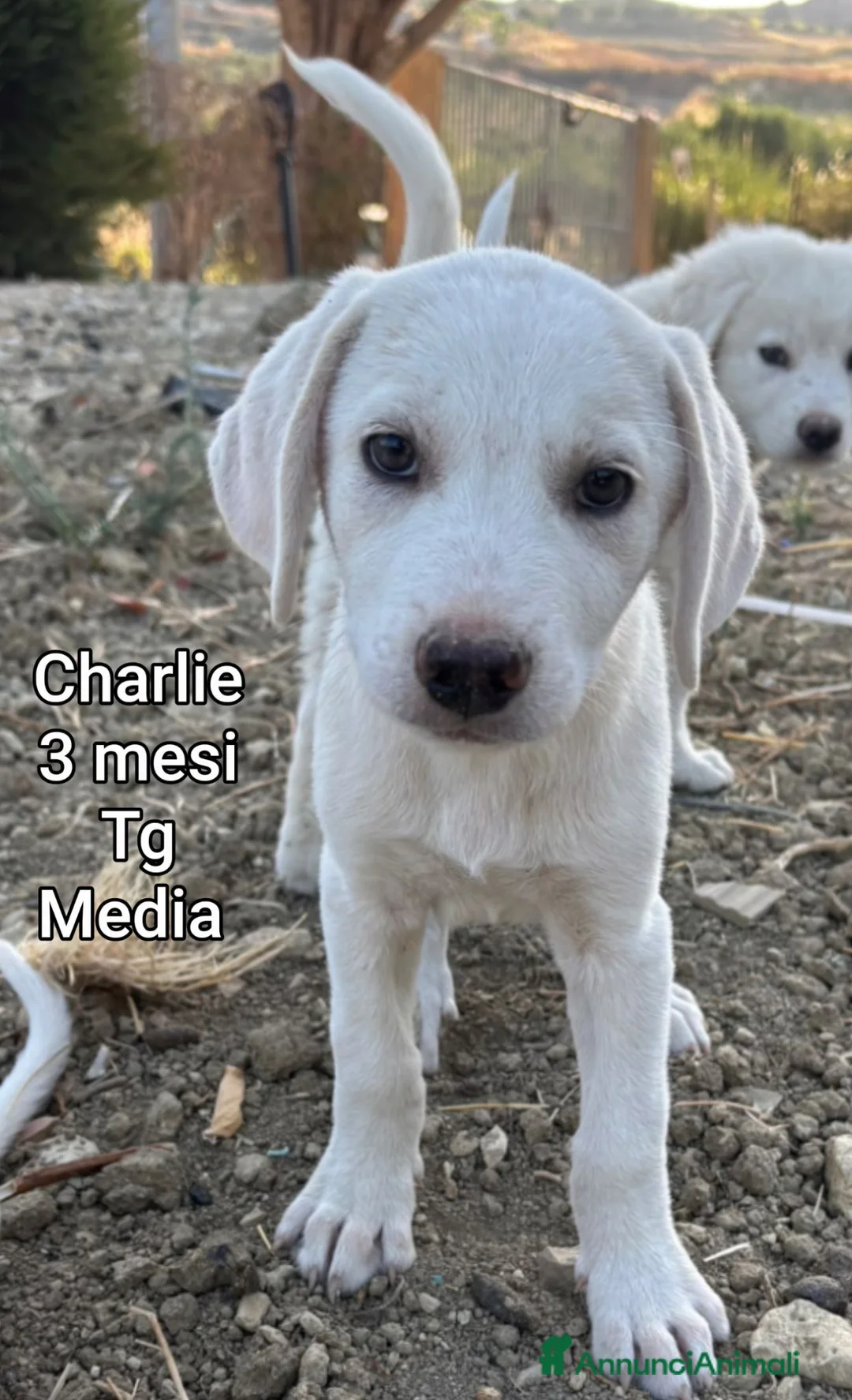 Meticcio cani in regalo: TENERI CUCCIOLI IN CERCA D'AMORE  a Provincia di Modena - Annuncio 2