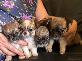 Chihuahua cani Chihuahua a pelo lungo - Annuncio 3
