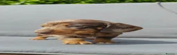 Bassotto cani in vendita: Bassotto nano - Annuncio 4
