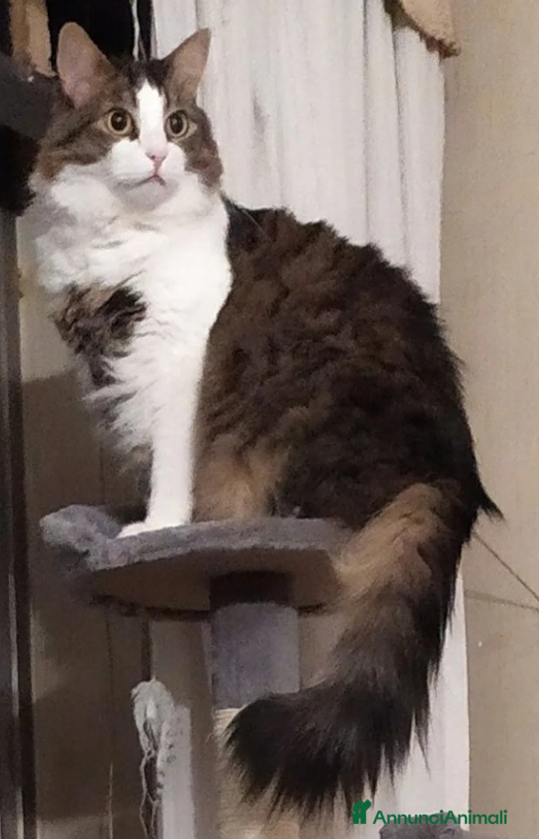 Altre razze gatti in vendita: Gattini pelo lungo norvegese  - Annuncio 4