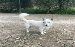 Volpino Italiano cani in regalo: ZUCCHERO incrocio volpino-bassotto cerca adozione a Provincia di Latina - Immagine 2