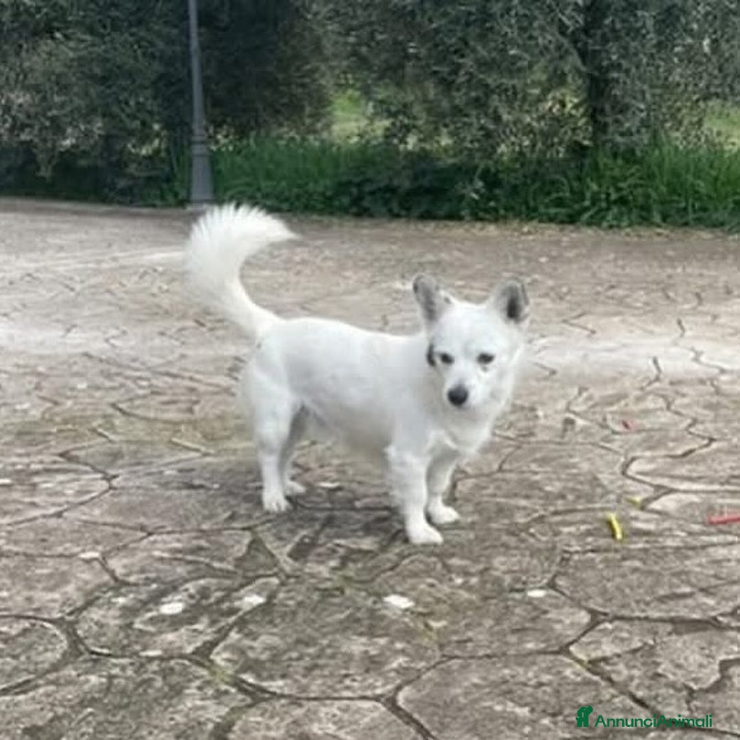 Volpino Italiano cani in regalo: ZUCCHERO incrocio volpino-bassotto cerca adozione a Provincia di Latina - Immagine 2