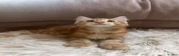 Maine Coon gatti in vendita: Maine Coon bellissimi  - Annuncio 5