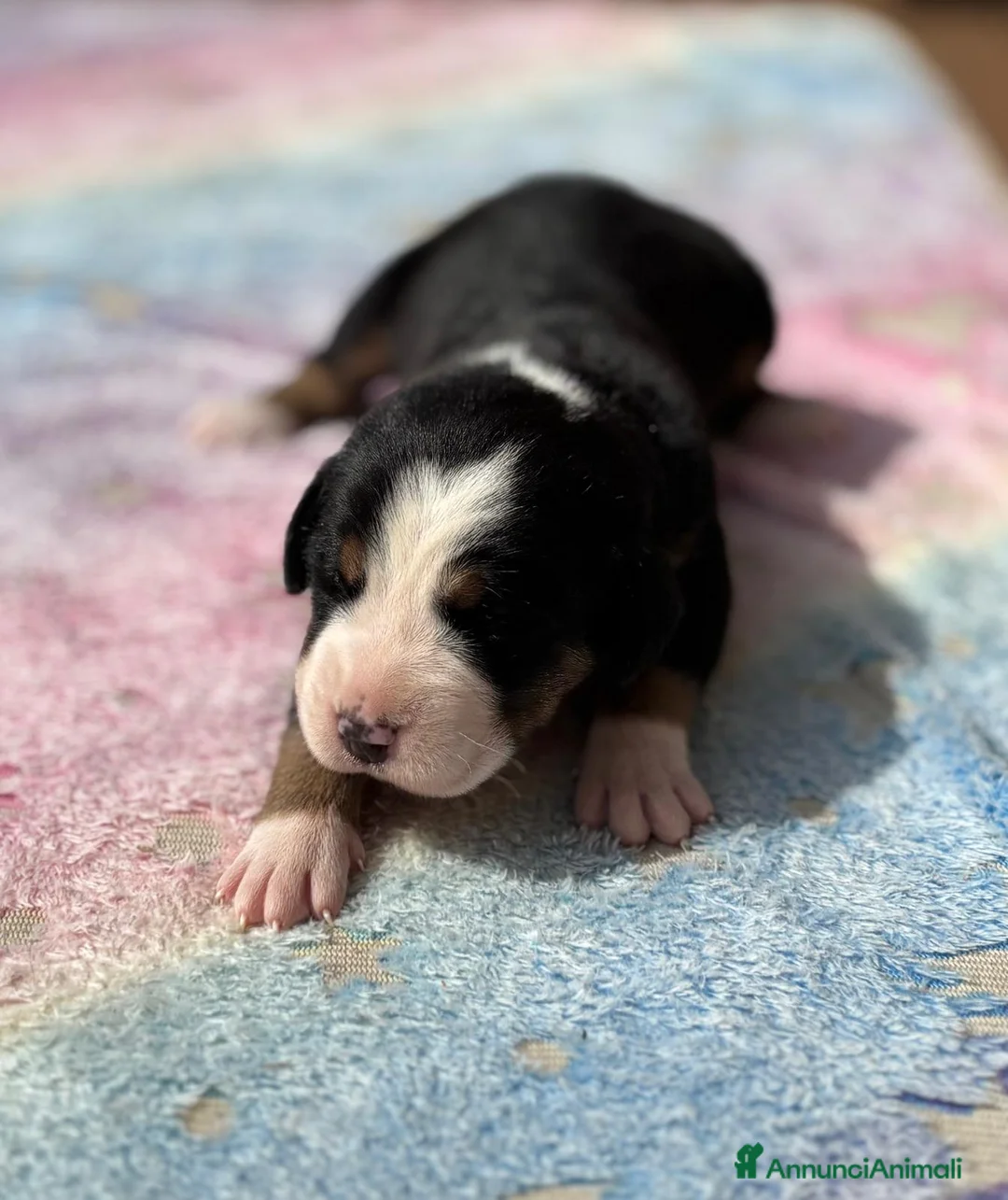 Grande Bovaro Svizzero cani in vendita: Cuccioli femmina Gran Bovaro svizzero a Città metropolitana di Roma Capitale - Annuncio 6