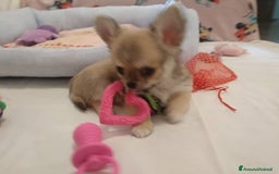 Chihuahua cani in vendita: Chihuahua maschio a pelo lungo con Pedegree Enci  - Annuncio 14