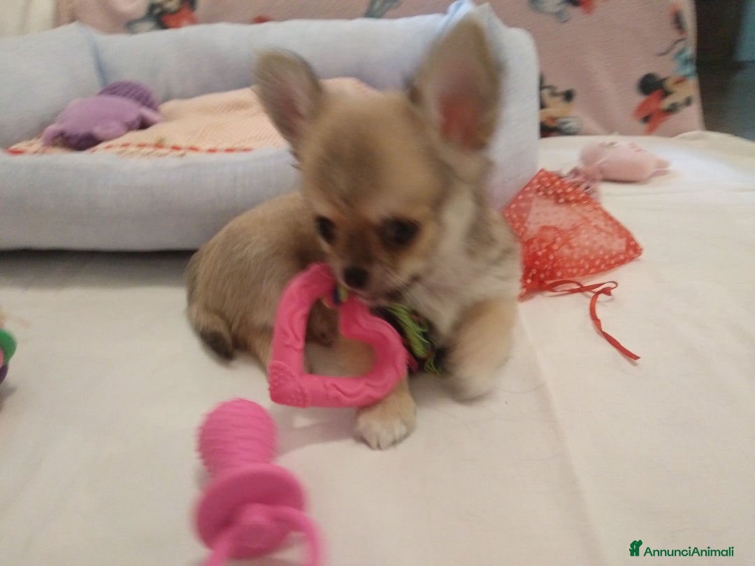 Chihuahua cani in vendita: Chihuahua maschio a pelo lungo con Pedegree Enci  - Annuncio 14