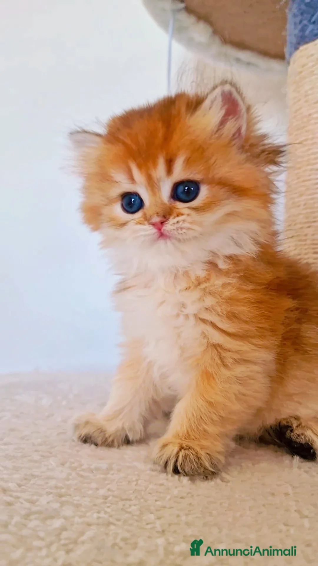 Scottish gatti in vendita: Scottish  - Annuncio 8