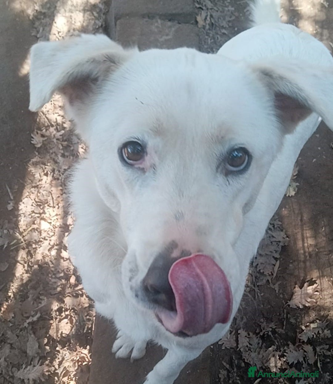 Meticcio cani in regalo: Heide dolcissima labradorina in adozione a Provincia di Latina - Annuncio 7