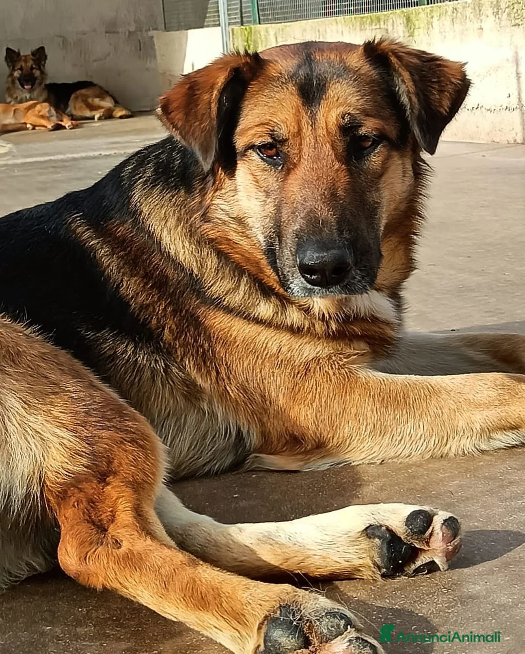 Meticcio cani in regalo: ELEKTRA lupetta 2 anni cerca adozione a Provincia di Latina - Annuncio 3