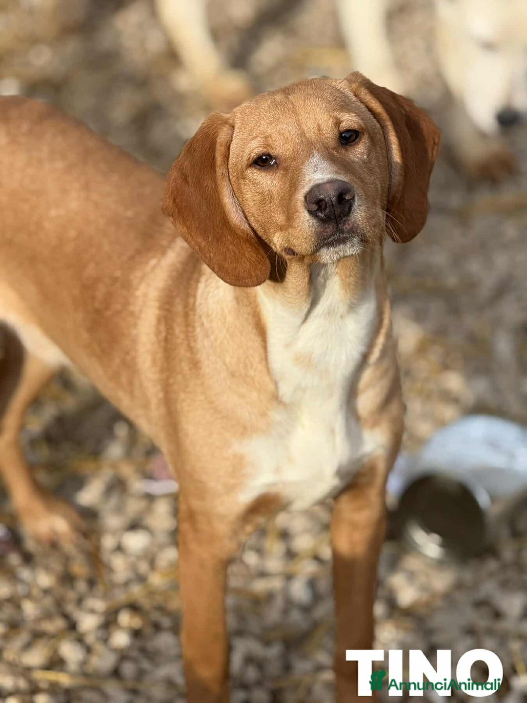 Meticcio cani in regalo: TOM & TINO, buffissimi cuccioli orecchie lunghe! - Annuncio 6