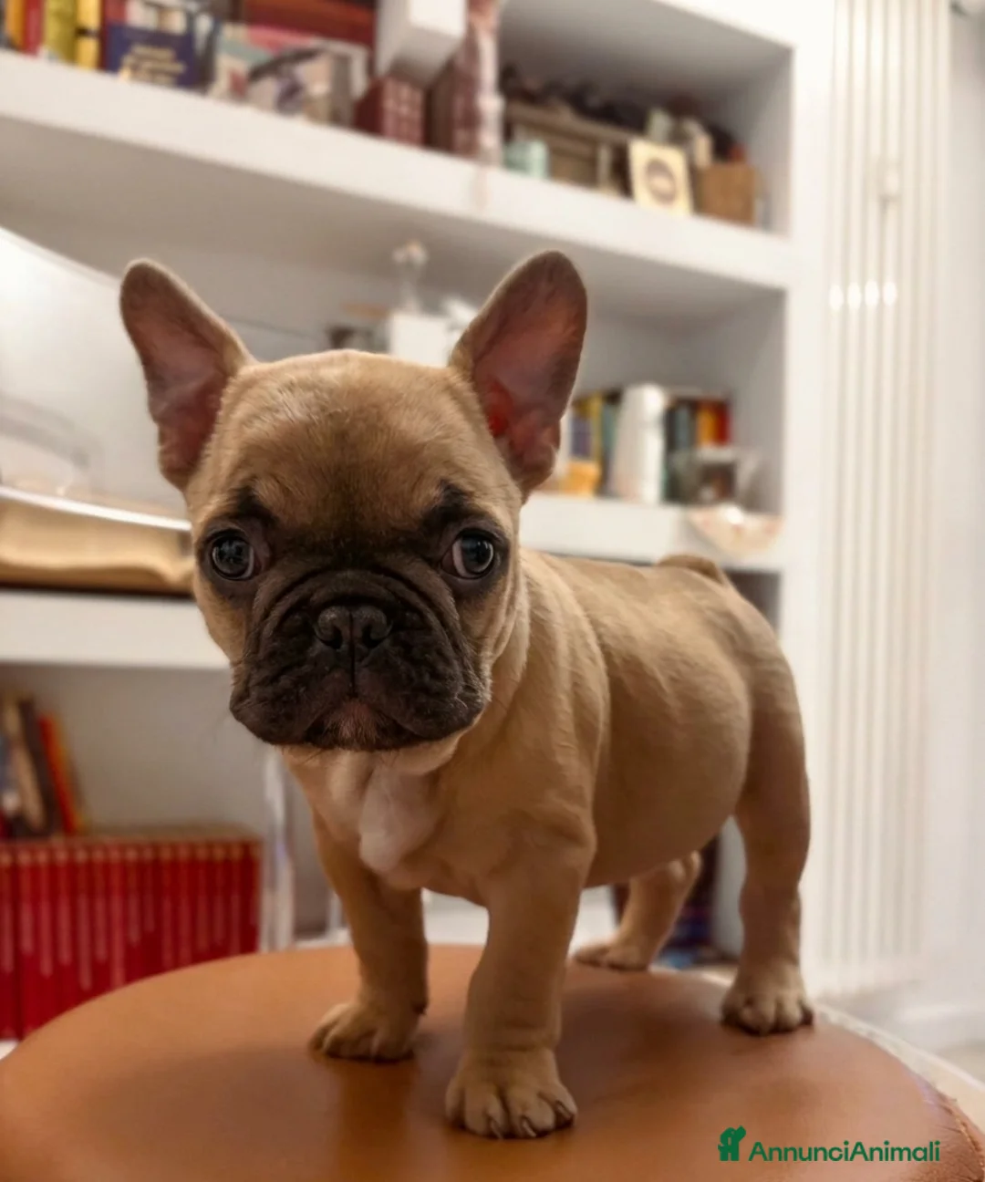 Bulldog Francese cani in vendita: Lui è Ettore, ma per gli amici è Thor - Annuncio 2