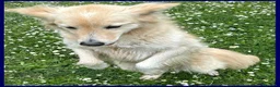 Meticcio cani in regalo: LUCKY COTONE adora le persone dinamiche - Annuncio 3