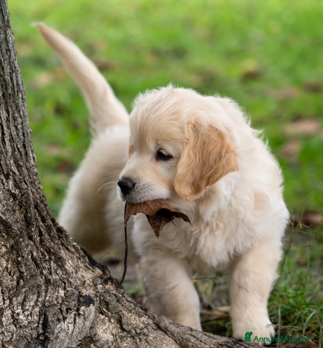 Golden Retriever cani in vendita: cuccioli golden retriever - Annuncio 3