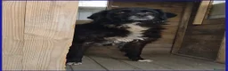 Meticcio cani in regalo: ERAORA, TENERA VECCHIETTA 9 ANNI - Annuncio 3