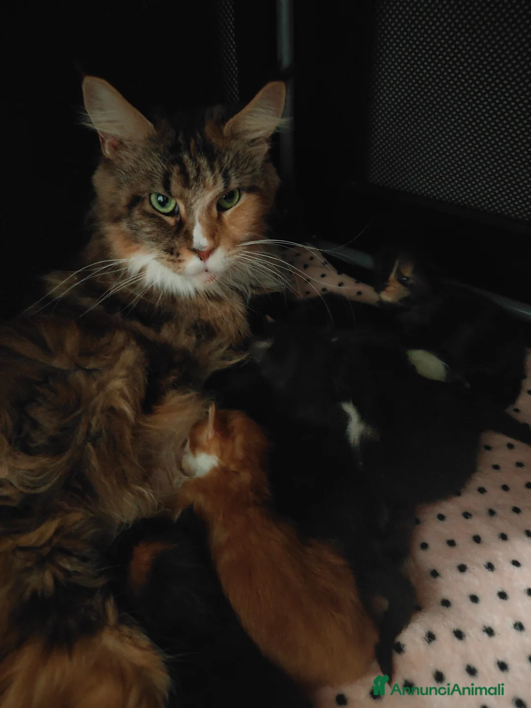 Maine Coon gatti in vendita: Cuccioli Maine coon  - Annuncio 2