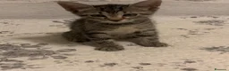 Meticcio gatti in regalo: Piccino, neanche 2 mesi  - Annuncio 5