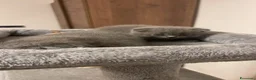 Scottish gatti in vendita: Gattini scottish - Annuncio 8