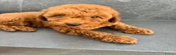 Barboncino Toy cani in vendita: Cucciolo barboncino toy - Annuncio 4