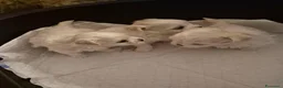 Maltese cani in vendita: Cuccioli di maltese  a Provincia di Macerata - Annuncio 7