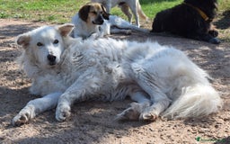 Pastore Maremmano cani in regalo: RINO, batuffolo tutto pelo e dolcezza - Immagine 6