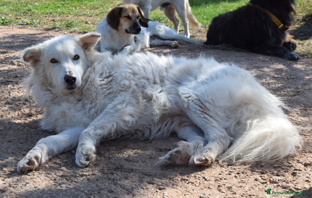 Pastore Maremmano cani in regalo: RINO, batuffolo tutto pelo e dolcezza - Immagine 6