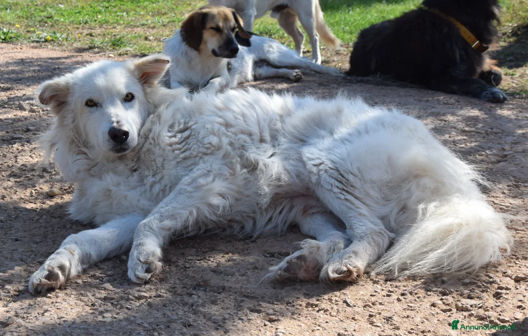 Pastore Maremmano cani in regalo: RINO, batuffolo tutto pelo e dolcezza - Annuncio 6