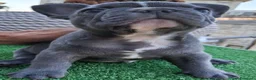 Bulldog Francese cani in vendita: Bulldog francese maschio  - Annuncio 3