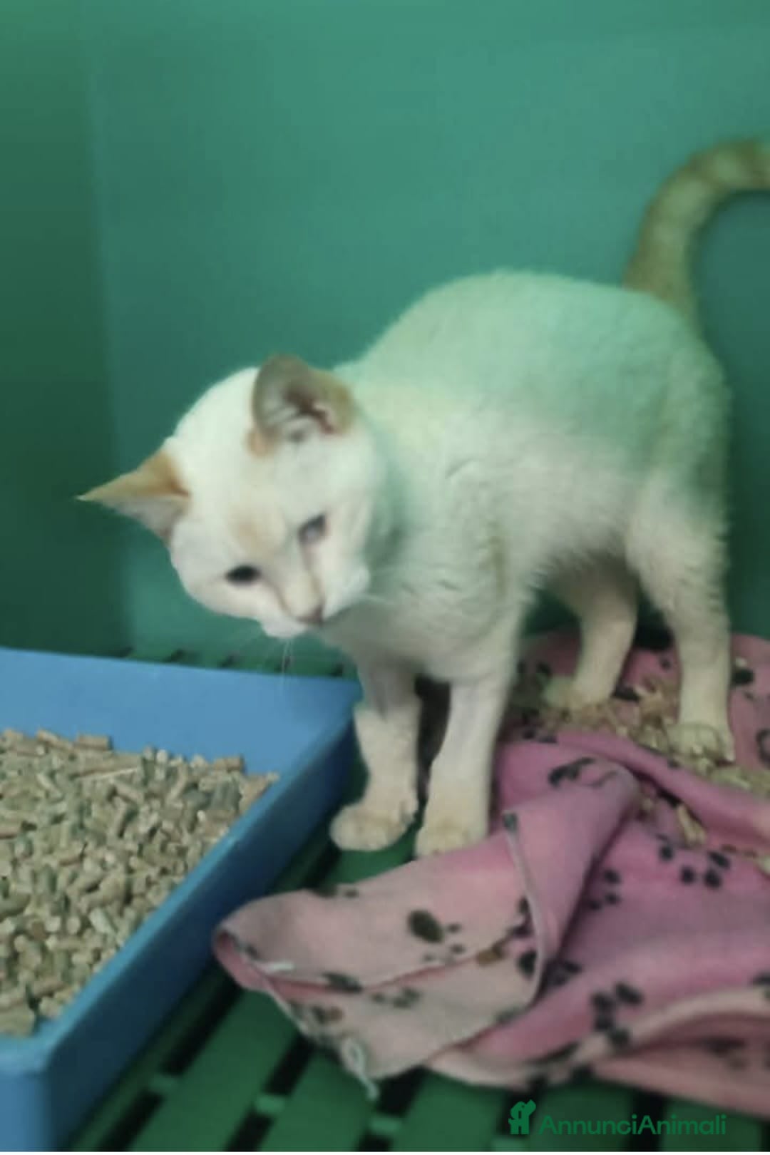 Meticcio gatti in regalo: LUCILLA gattina cieca 3 mesi cerca casa  - Annuncio 4