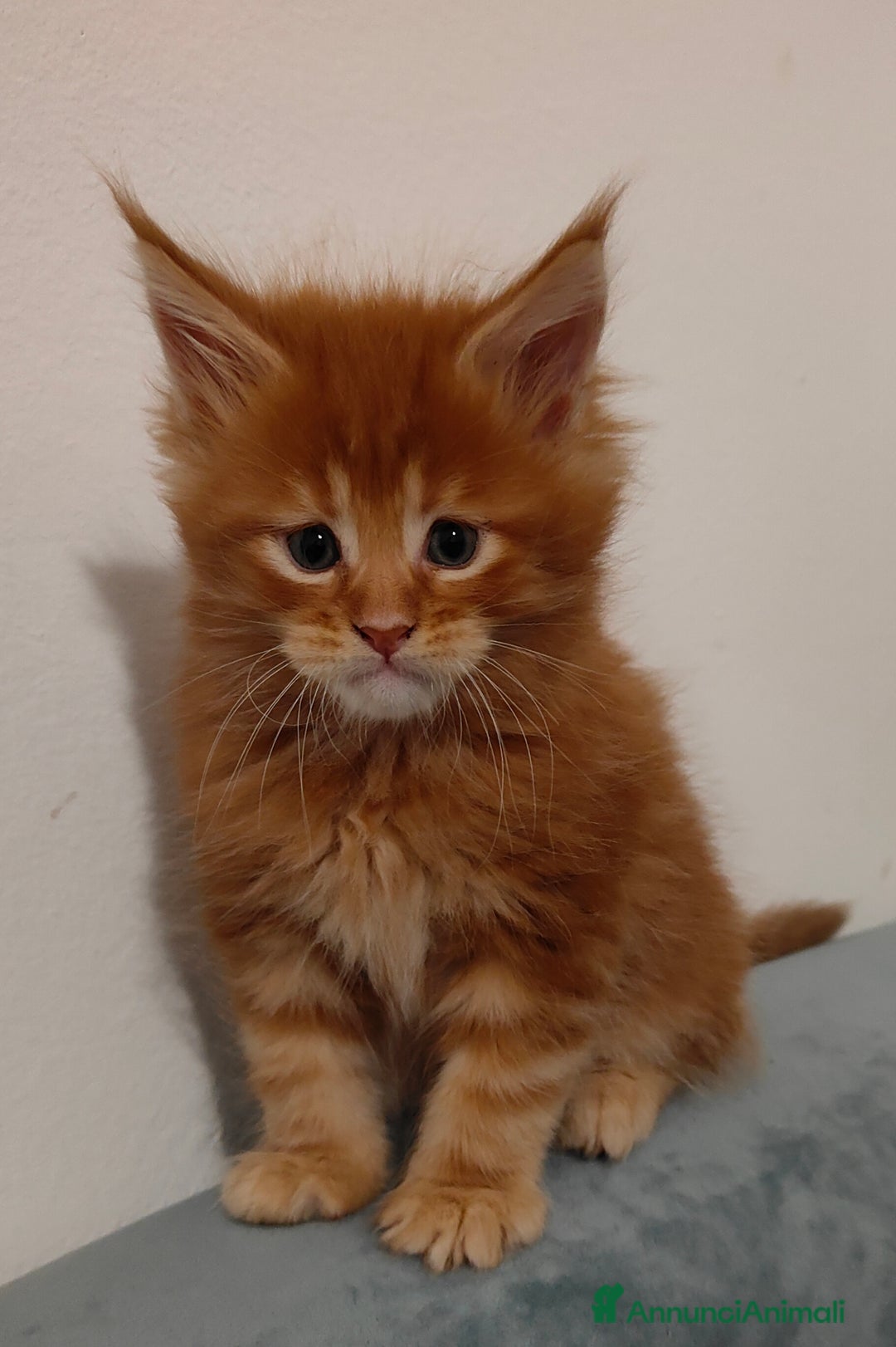 Maine Coon gatti in vendita: Cuccioli di Maine coon - Annuncio 1