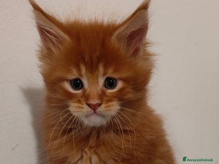 Maine Coon gatti Cuccioli di Maine coon - Annuncio 1