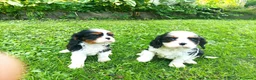 Cavalier King cani in vendita: Cavalier king con pedigree alta genealogia a Provincia di Bergamo - Annuncio 9