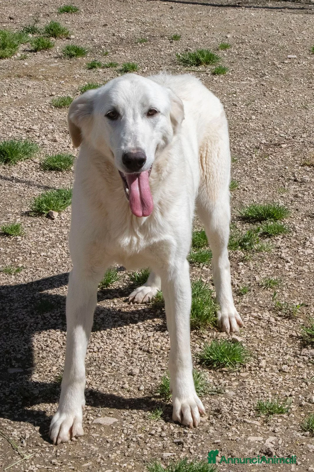 Meticcio cani in regalo: IL DOLCE SORRISO DI ZULEYA a Provincia di Novara - Annuncio 3