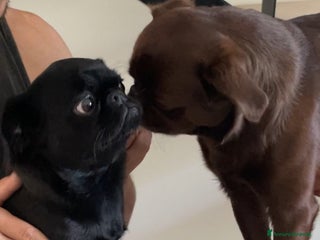 Griffon Vendeen cani Cucciola di Piccolo Brabantino - Annuncio 8