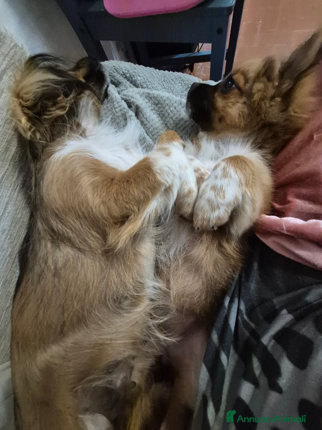 Pechinese cani in vendita: Cercano casa  a Provincia di Massa e Carrara - Immagine 3