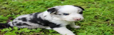 Border Collie Cucciolo 2