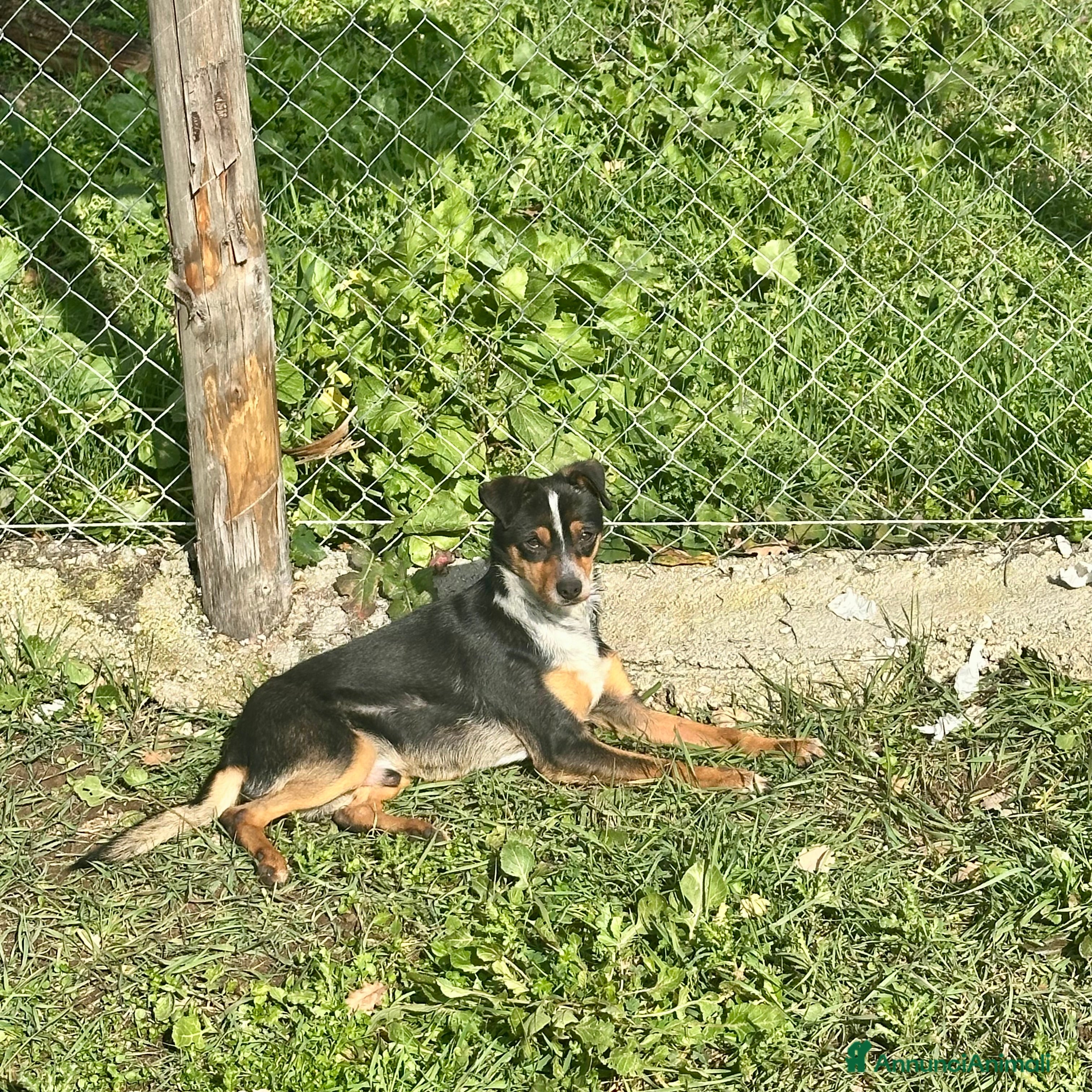 Meticcio cani Otto piccolo guerriero  - Annuncio 2