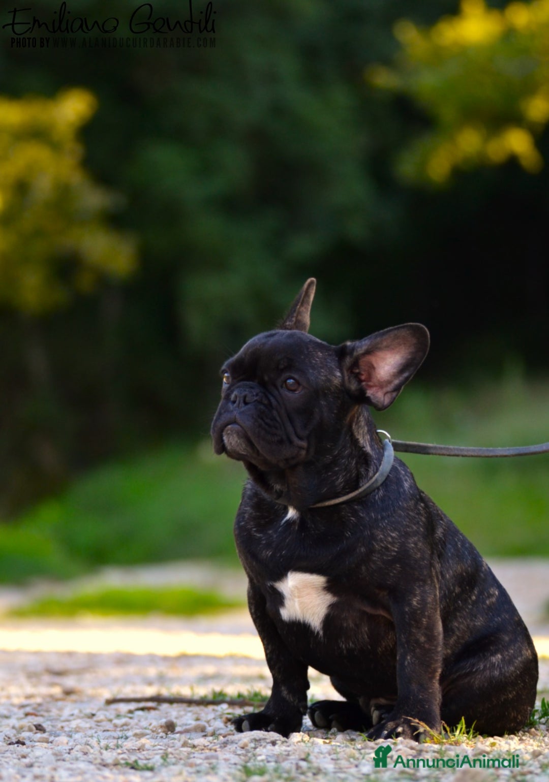 Bulldog Francese cani in vendita: Cucciolo maschio bouledogue francese  - Immagine 7