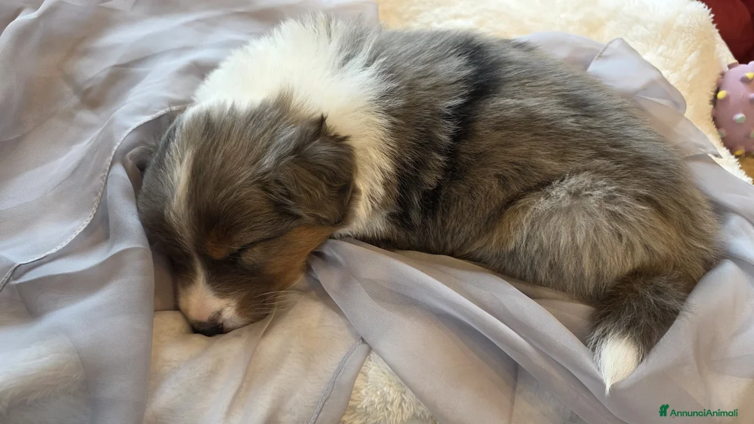 Australian Shepherd cani in vendita: Vendita cuccioli australian  shepherd  - Annuncio 18