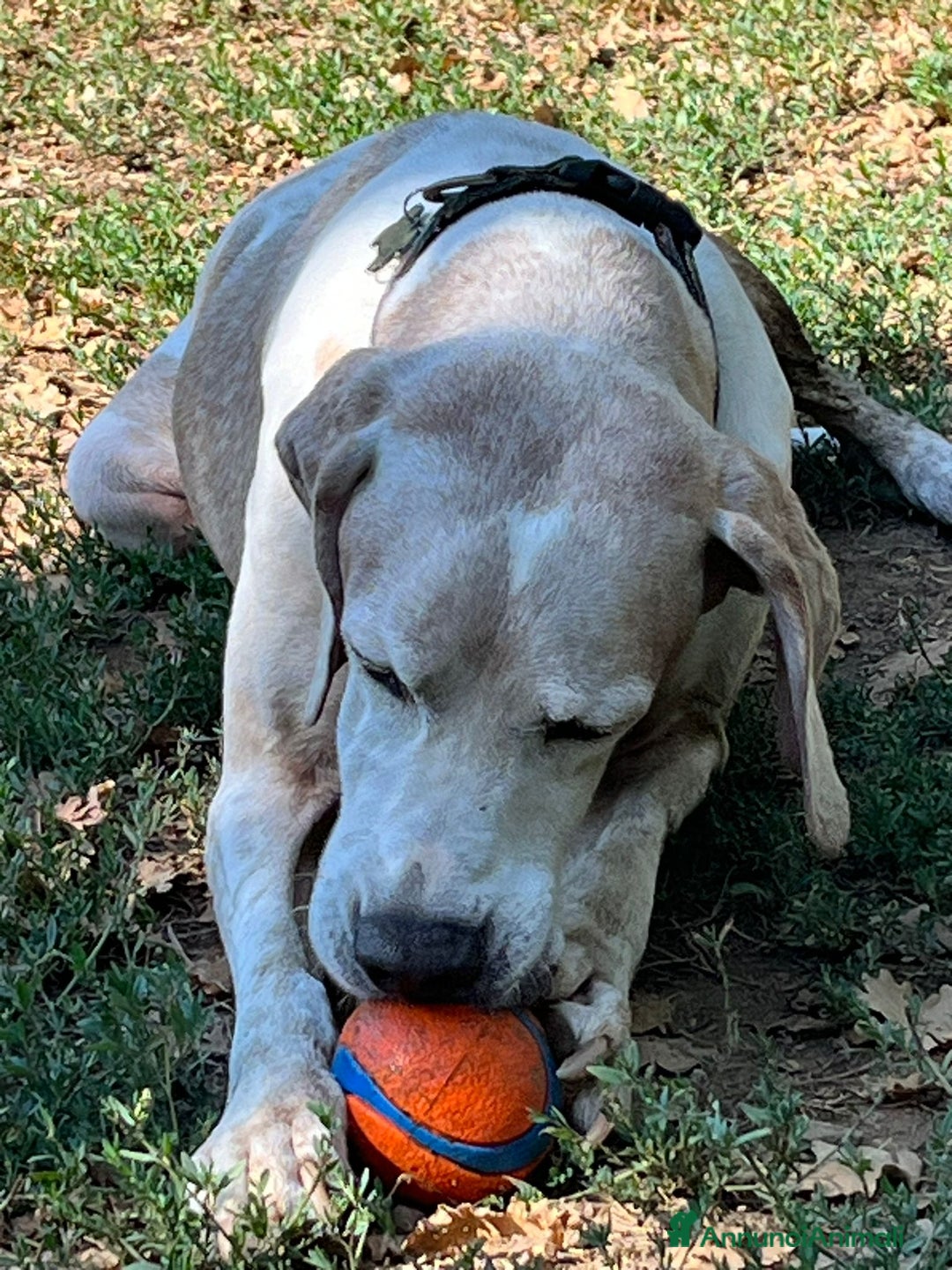 Pointer cani in regalo: VENTO un tesoro tutte coccole a Pomezia - Annuncio 11