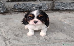 Cavalier King cani in vendita: Cavalier king con pedigree pronta da subito  a Provincia di Lecco - Immagine 12