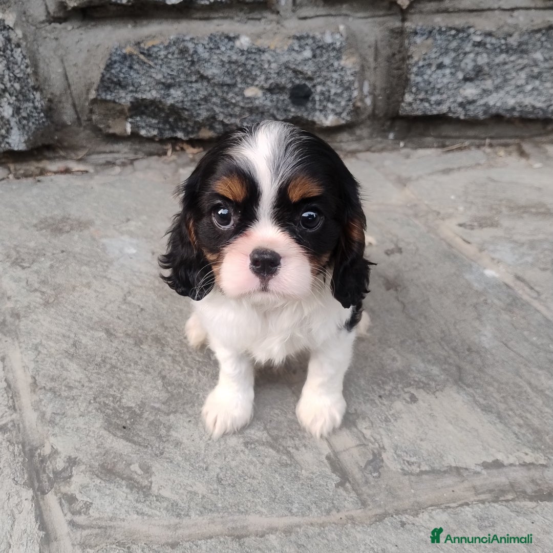 Cavalier King cani in vendita: Cavalier king con pedigree pronta da subito  a Provincia di Lecco - Immagine 12