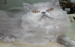 Persiano gatti in vendita: Cuccioli gatto Persiano pura razza  - Immagine 1