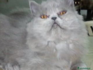 Persiano gatti Cuccioli gatto Persiano pura razza - Annuncio 4