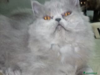 Persiano gatti Cuccioli gatto Persiano pura razza - Annuncio 9