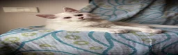Maine Coon gatti in vendita: Splendido cucciolo di Maine Coon Red silver shaded a Provincia di Verona - Annuncio 4