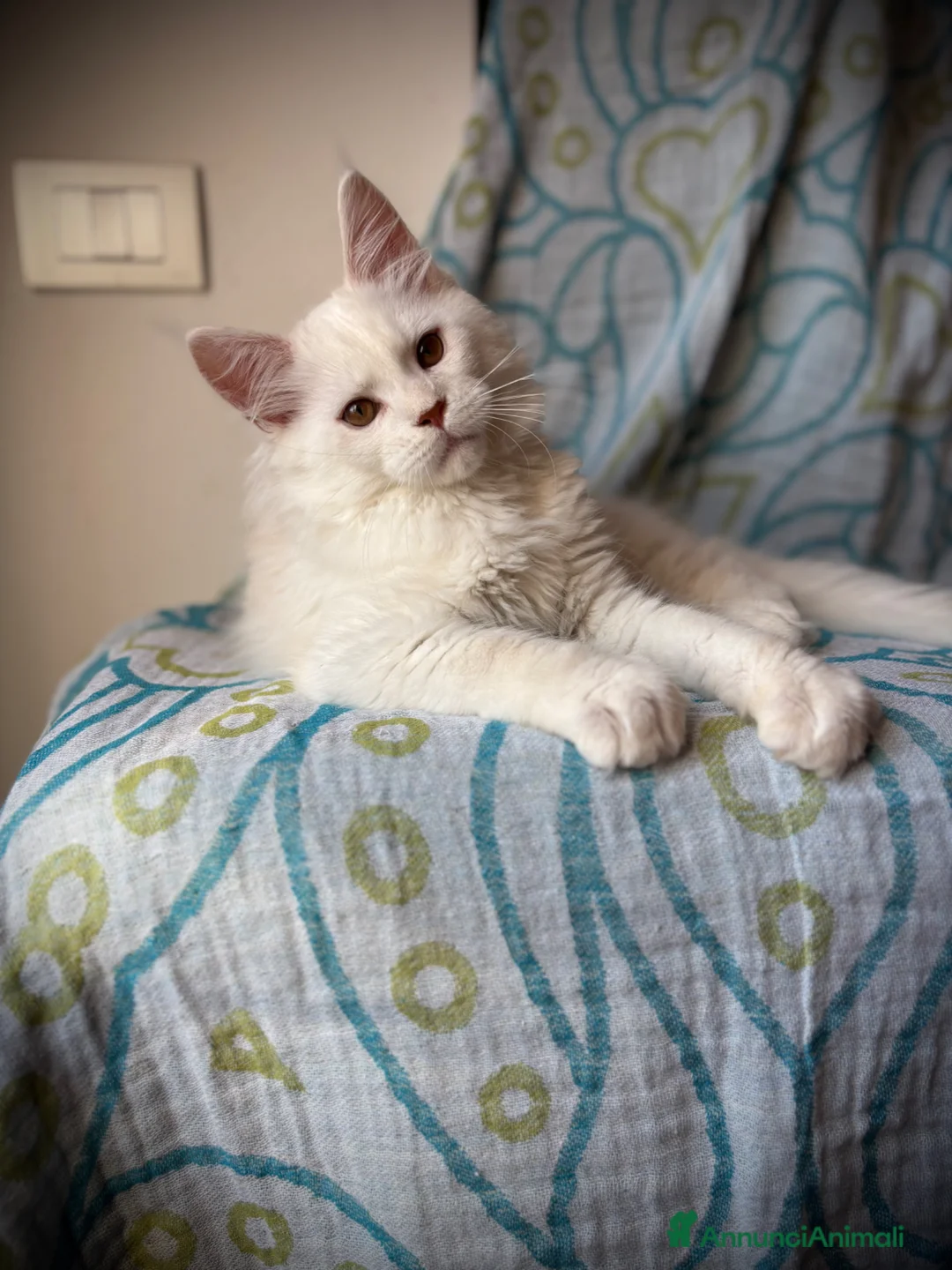 Maine Coon gatti in vendita: Splendido cucciolo di Maine Coon Red silver shaded a Provincia di Verona - Annuncio 4