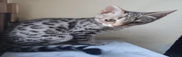 Bengala gatti in vendita: Gatto del Bengala cuccioli  - Annuncio 6