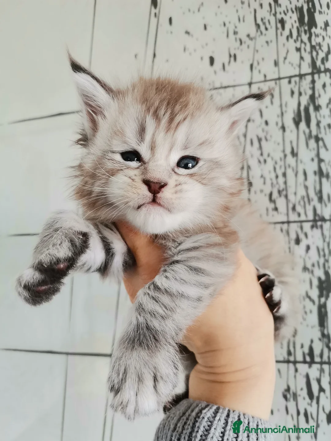 Immagine della galleria {{count}}