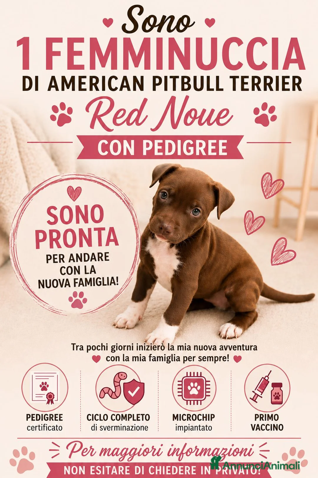 Pitbull cani in vendita: American Pitbull  UKC Terrier Red Nouse - Annuncio 2